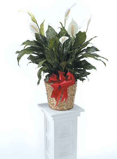 8&quot; Peace Lily Large