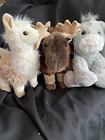 Donkey, Moose &amp; Llama