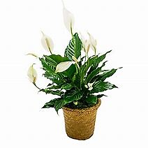 Peace Lily - Small